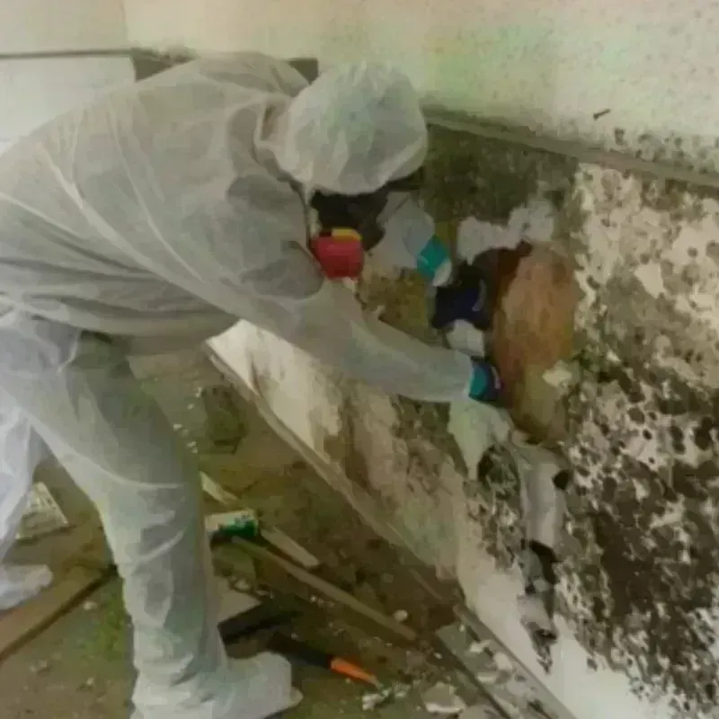 Mold Remediation and Removal in Mount Gilead, OH